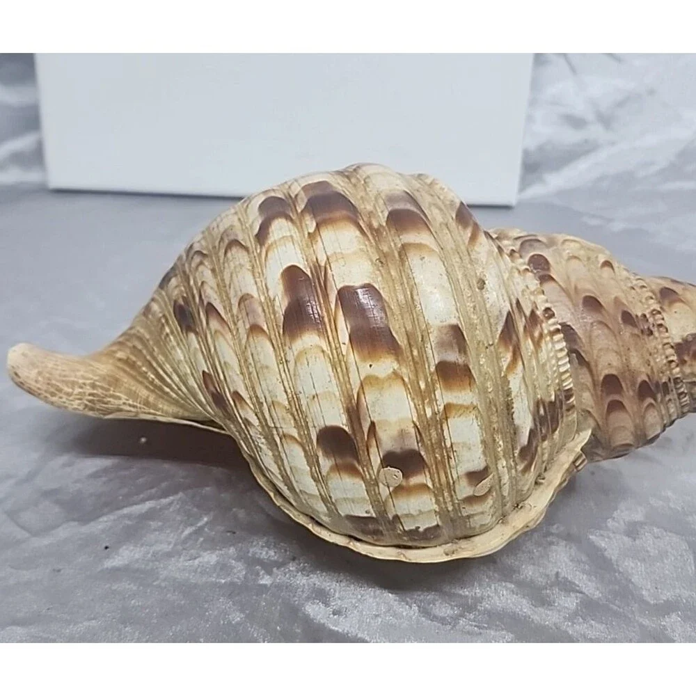Trumpet Triton Charonia Tritonis Shell Conch XL 12” - Picture 3 of 9